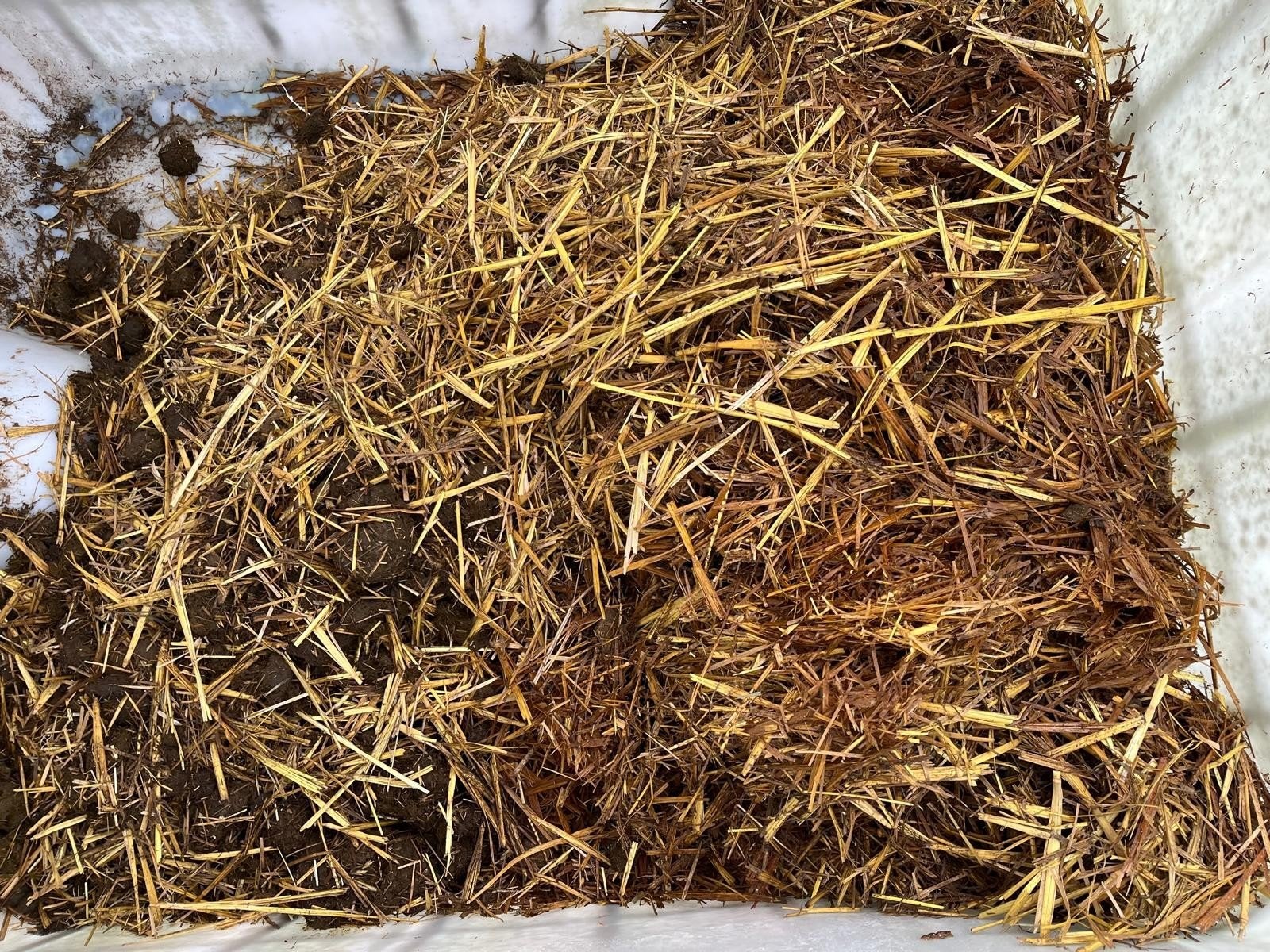 paardemest /  gemengd met stro GRATIS af te halen/ compost, Tuin en Terras, Ophalen, Compost