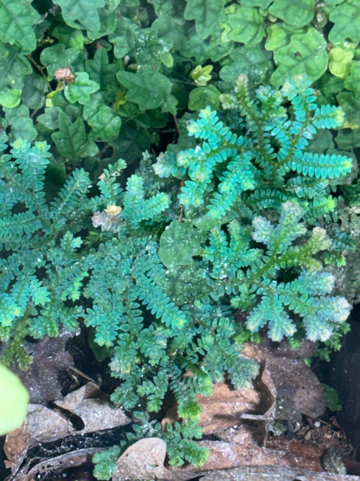 Terrariumplant selaginella uncinata, Ophalen of Verzenden, Volle zon, Minder dan 100 cm