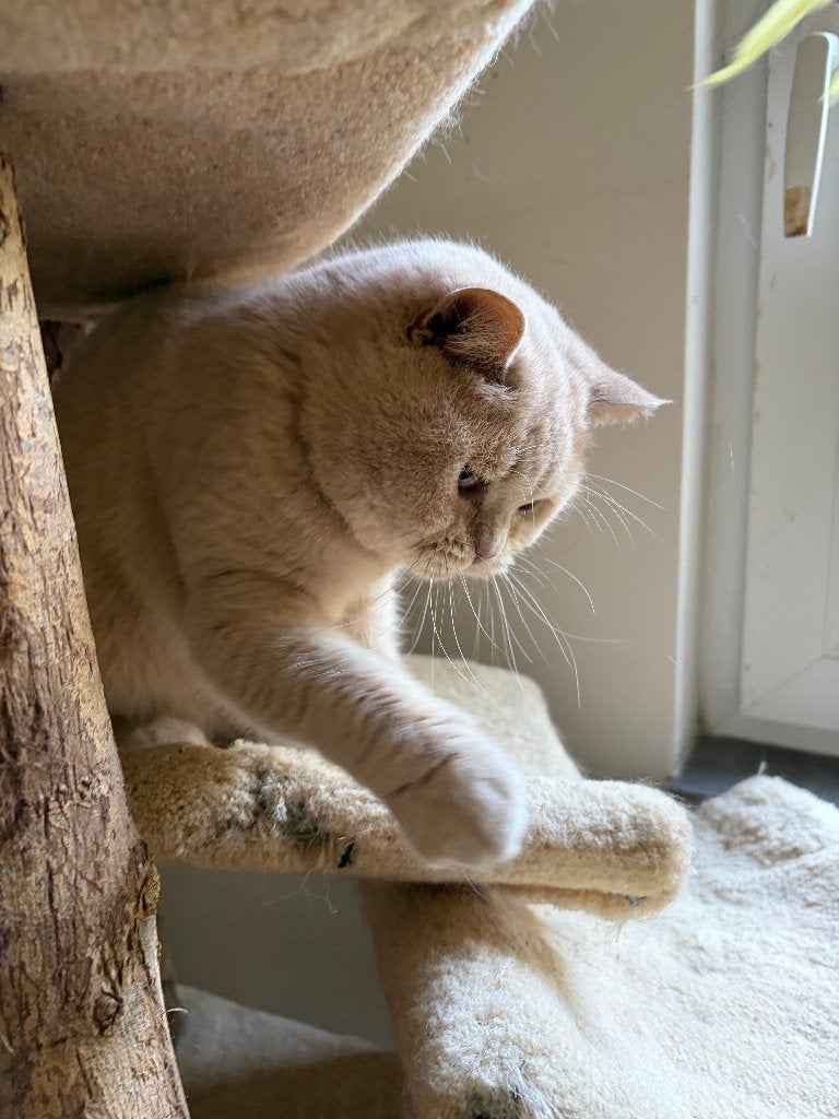 Super lief Creme Britse Korthaar Poesje, Dieren en Toebehoren, Poes, Gechipt, 3 tot 5 jaar