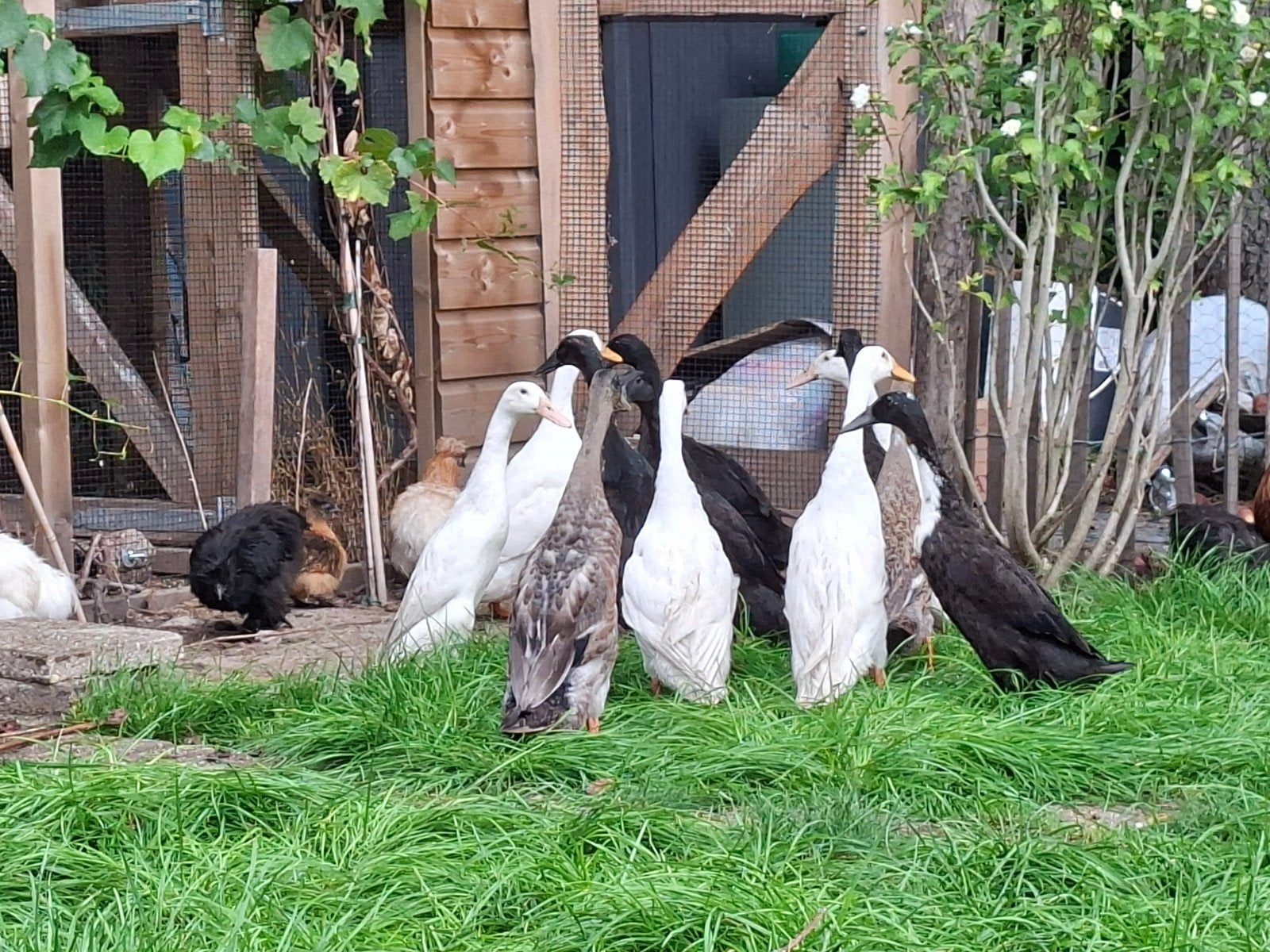 witte en bonte loopeenden woerden, Meerdere dieren, Eend