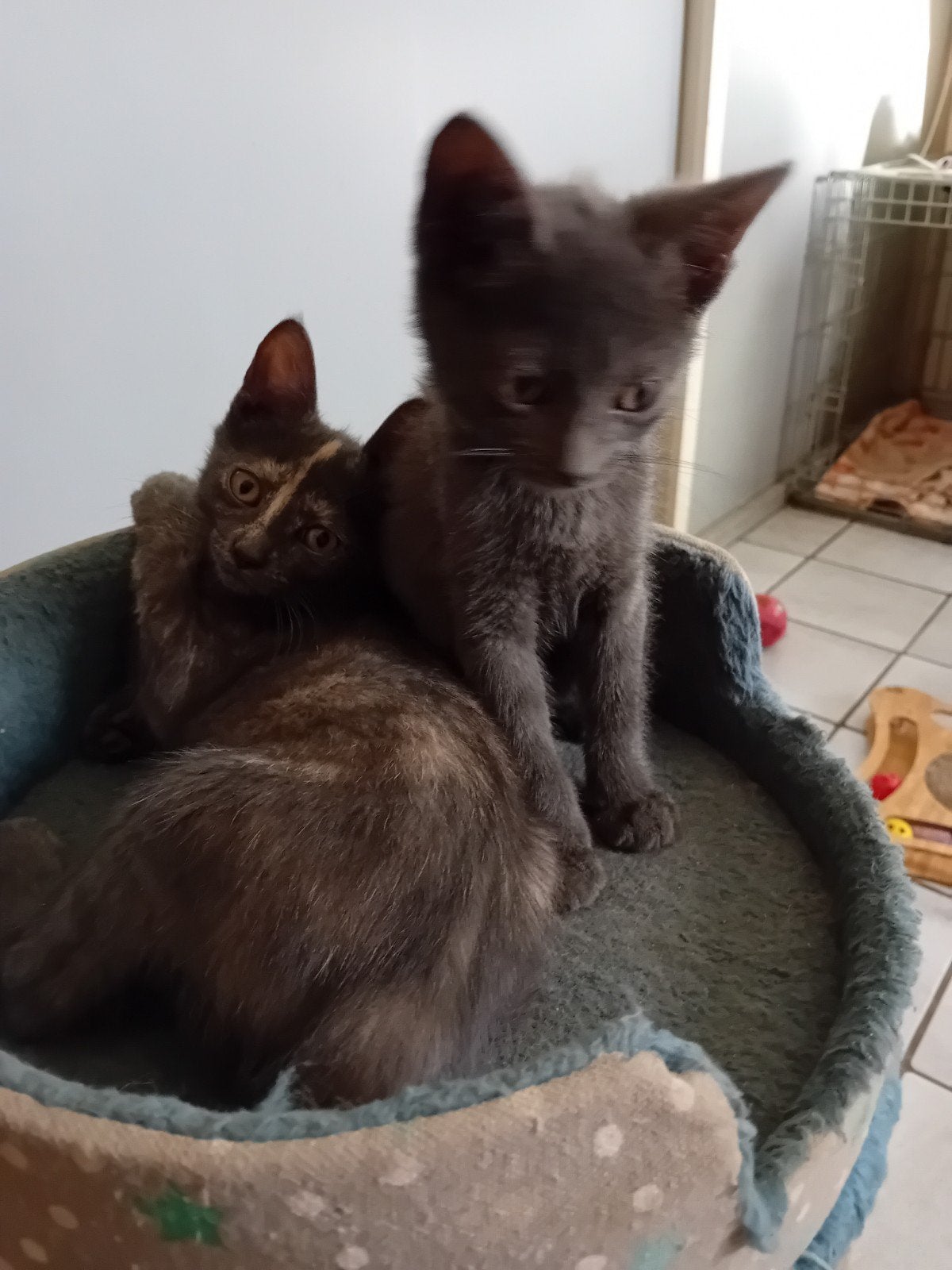 Muis grijze kittens, Meerdere dieren, Kortharig, 0 tot 2 jaar