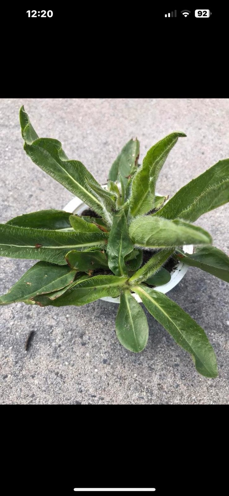 Havikskruid plant, Ophalen of Verzenden, Halfschaduw, Minder dan 100 cm