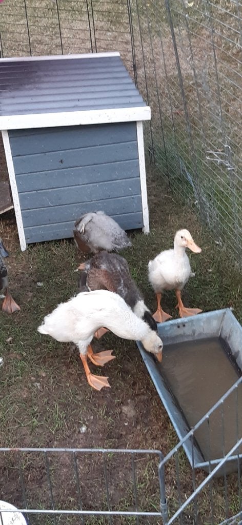 Loopeenden, Dieren en Toebehoren, Meerdere dieren, Eend