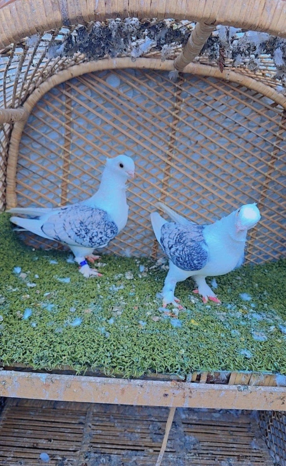 Duiven te koop, Dieren en Toebehoren, Vogels | Duiven, Meerdere dieren, Overige soorten