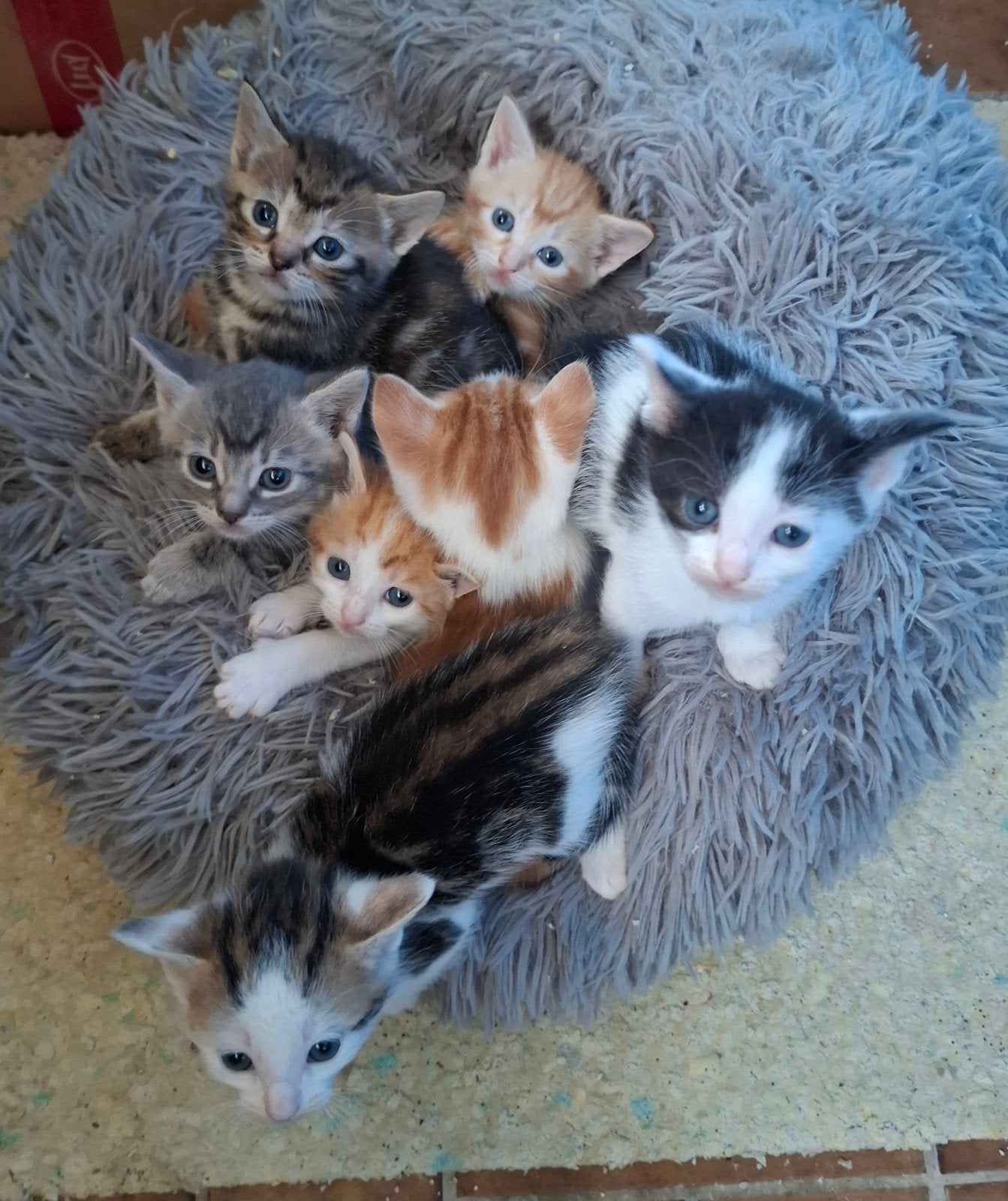 Lieve speelse kittens, Meerdere dieren, Kortharig, 0 tot 2 jaar