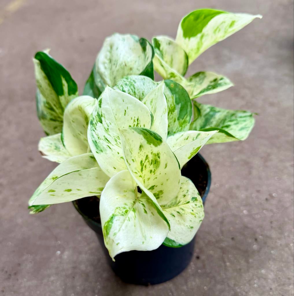 Epipremnum Happy Leaf - P12, Huis en Inrichting, Kamerplanten, Ophalen of Verzenden
