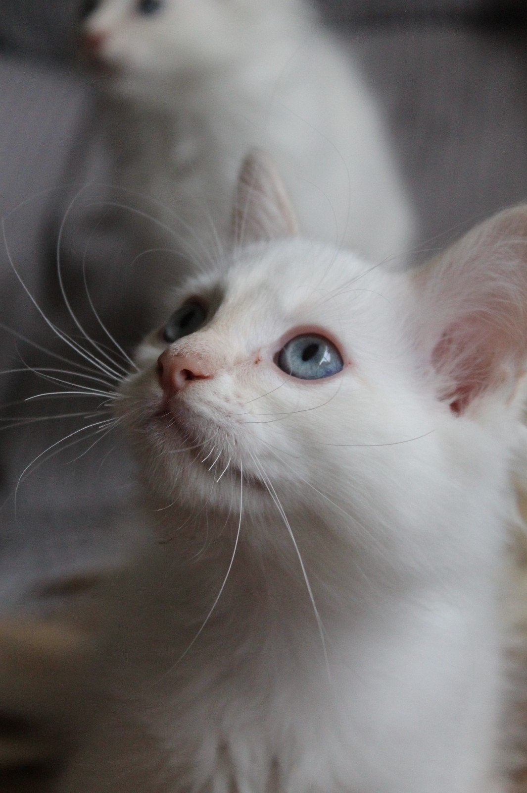 Cream point Ragdoll kater mag verhuizen! 11 weken oud, Dieren en Toebehoren, Katten en Kittens | Raskatten | Langhaar, Kater, Gechipt