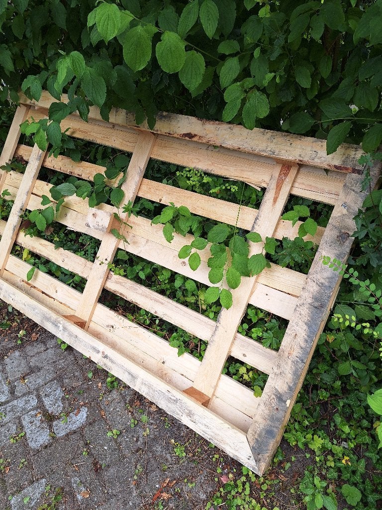 Gratis afhalen (brand) hout, Doe-het-zelf en Verbouw, Hout en Planken, Ophalen, 50 mm of meer, Pallet, Minder dan 200 cm