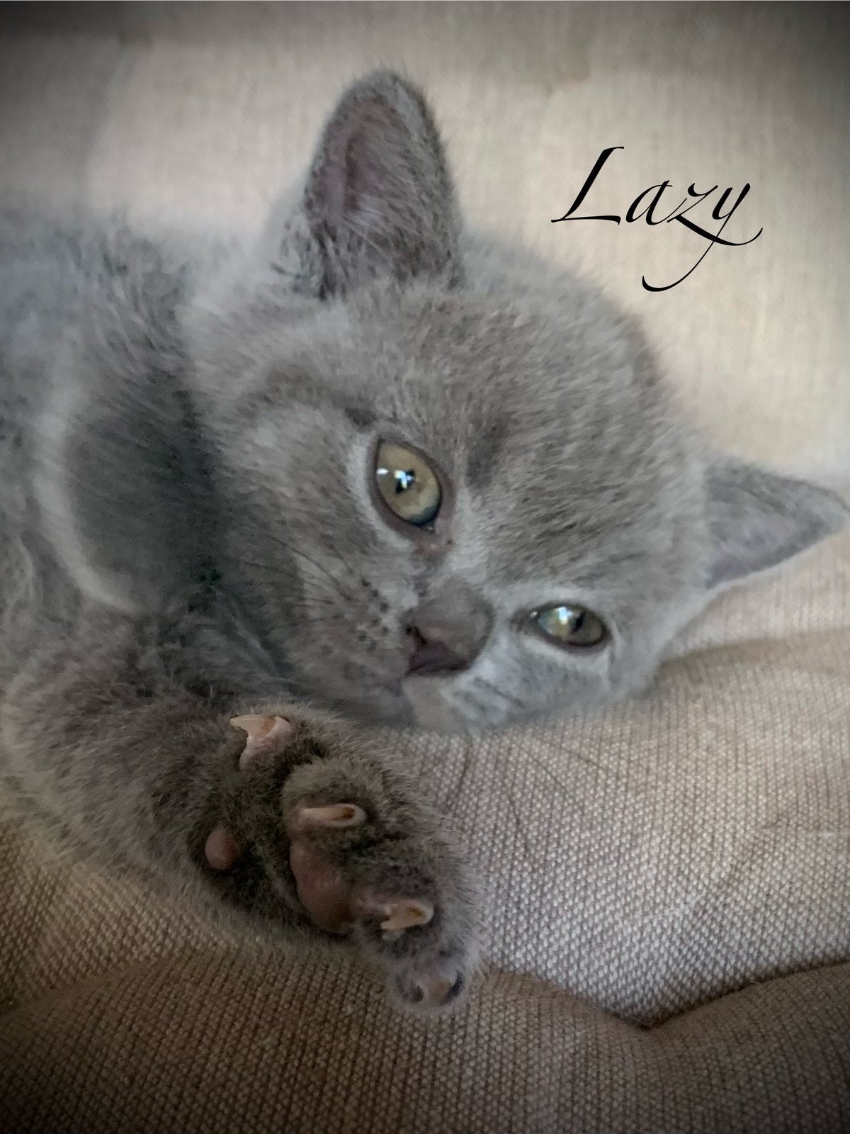 Brits Korthaar kitten blauw poesje., Dieren en Toebehoren, Katten en Kittens | Raskatten | Korthaar, Meerdere dieren, Ontwormd