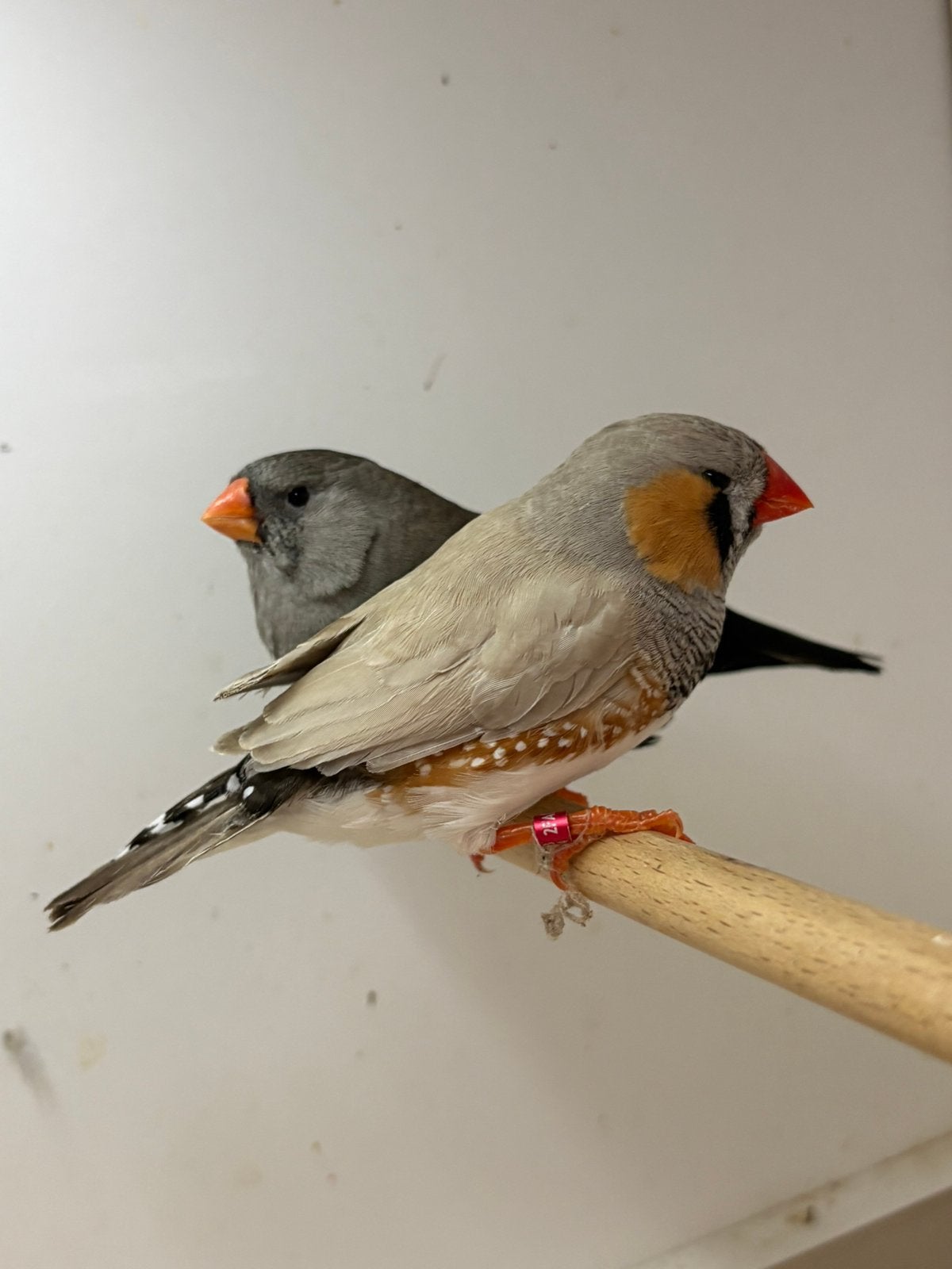 Koppel charcoal xbleekrug, Meerdere dieren, Geringd