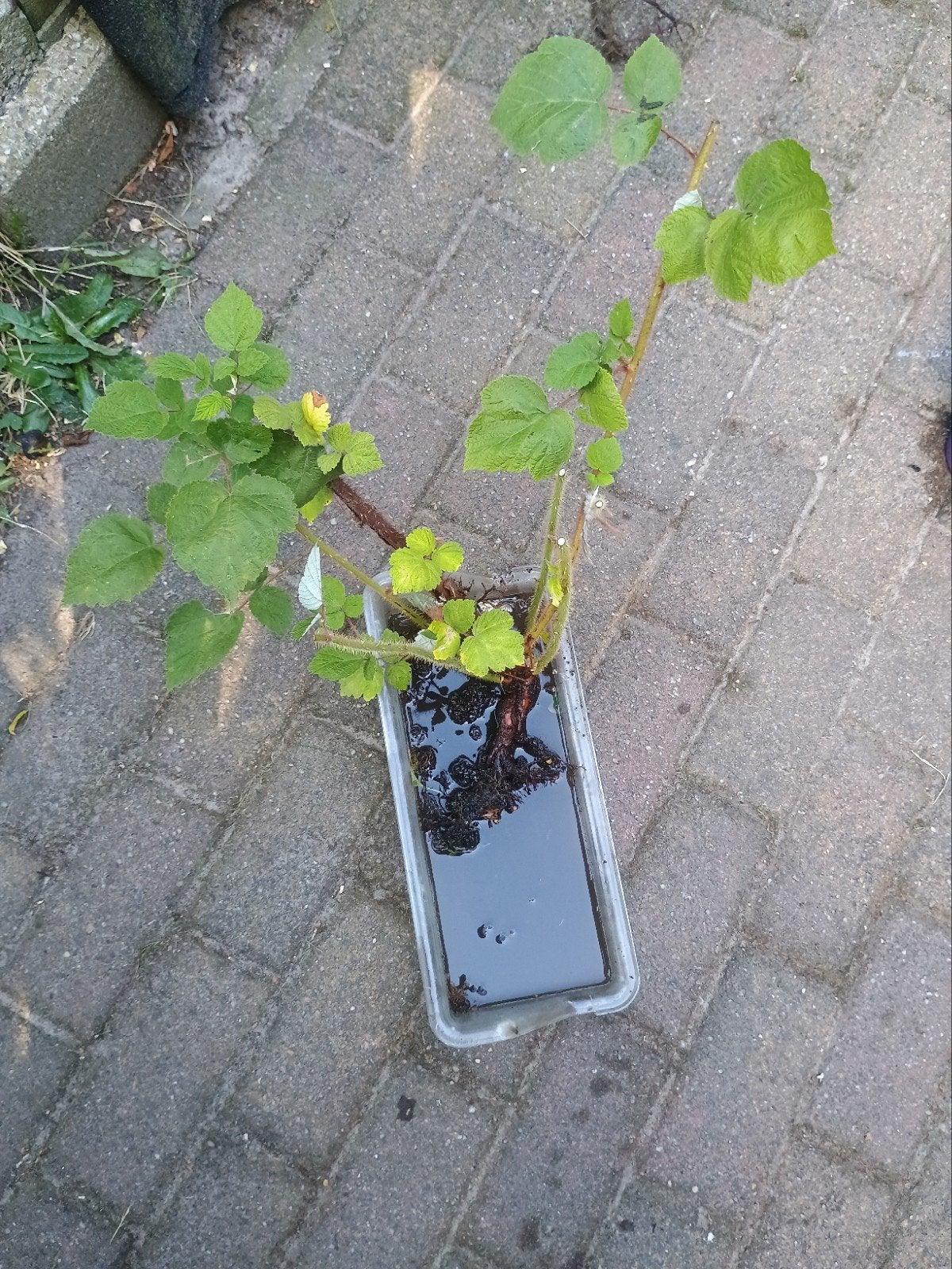 Japanse wijnbes, Ophalen, Overige soorten, Lente