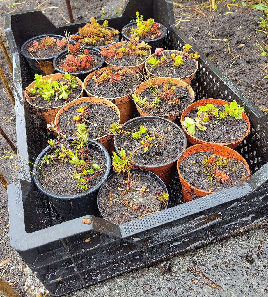 Vetplant - Sedum - Rotsplant = Allerlei, Ophalen, Vaste plant, Overige soorten, Volle zon