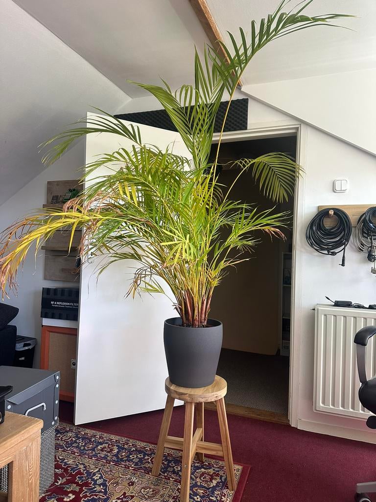 Goudpalm in pot op kruk, Huis en Inrichting, Kamerplanten, Ophalen, In pot, Halfschaduw, Minder dan 100 cm
