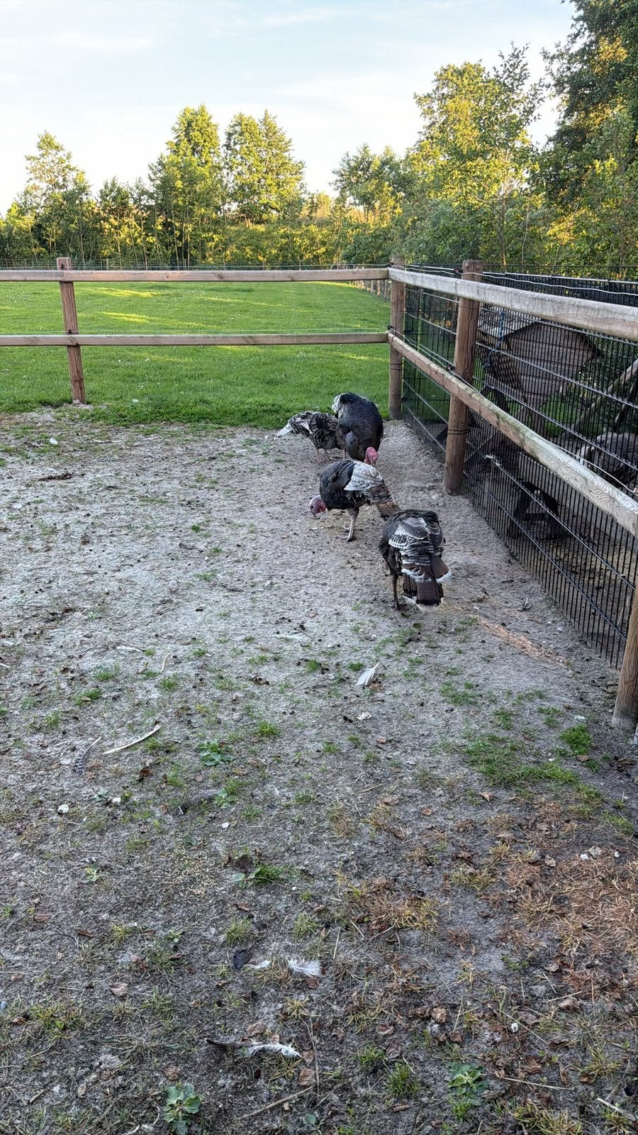 Kalkoenen, Meerdere dieren, Kalkoen