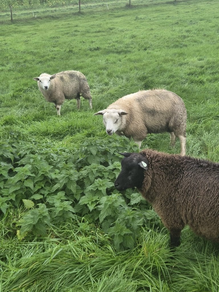 3 rammen te koop, Mannelijk, Schaap, 0 tot 2 jaar
