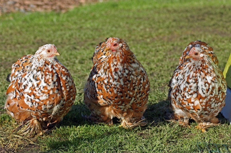 Cochin kriel hennen - kuikens, Dieren en Toebehoren, Pluimvee
