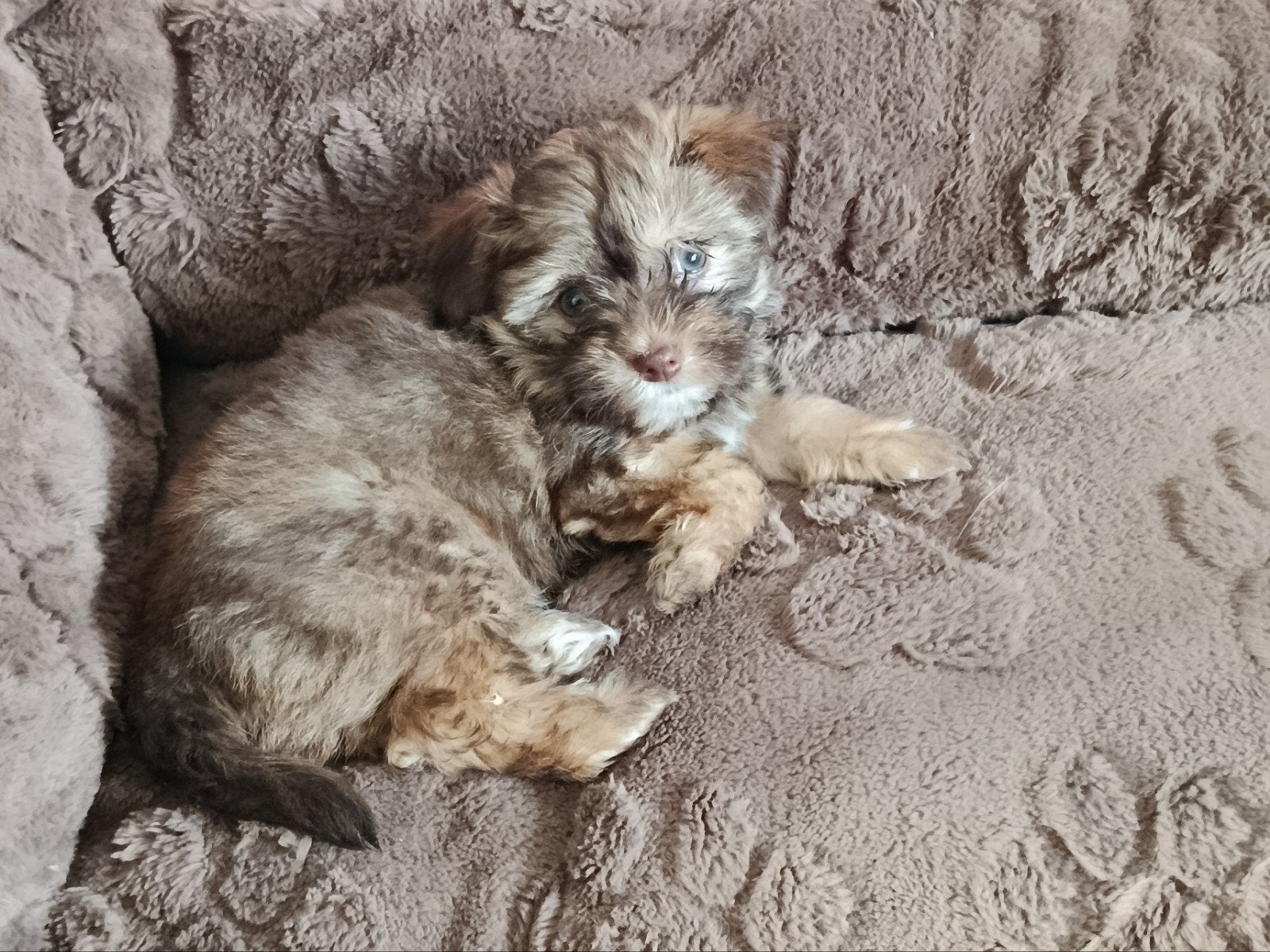 Schattige kleine Bolonka (Chihuahua) pups beschikbaar, Parvo, 8 tot 15 weken, Meerdere, Meerdere dieren