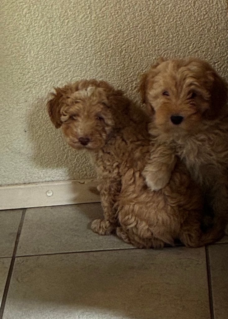 Maltipoo X Labradoodle Medium, Parvo, Overige rassen, 8 tot 15 weken, Teef