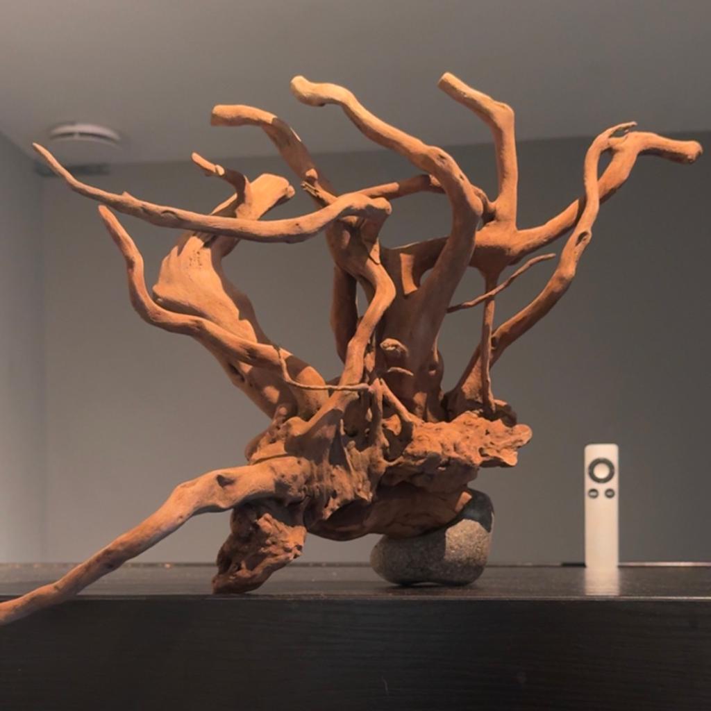 Groot stuk Spiderwood / Driftwood / Kienhout, Hout Decoratie, Ophalen of Verzenden, Zo goed als nieuw