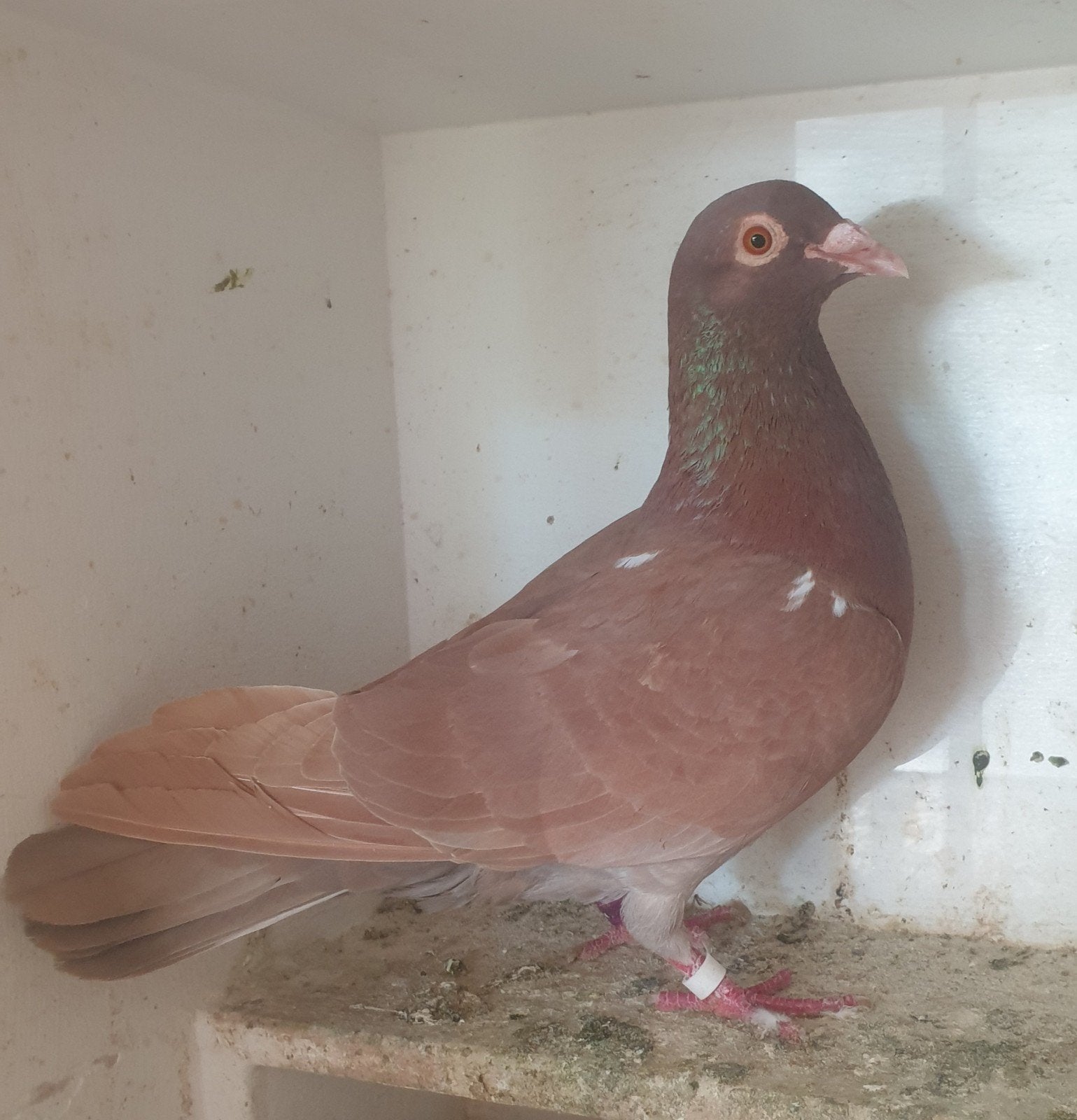 Postduiven kleurpostduif doffer, Dieren en Toebehoren, Mannelijk, Postduif