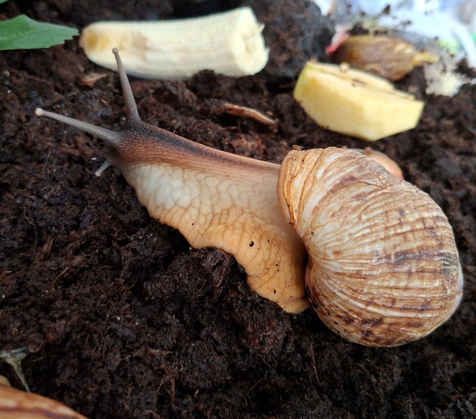 Afrikaanse Reuzenslakken (Achatina reticulata)., Augustus, Vrouwelijk