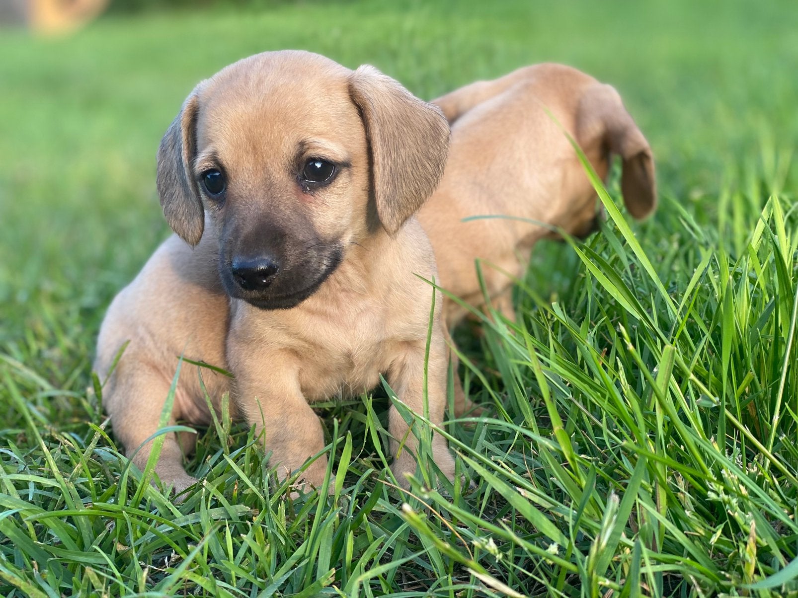 Hele mooie kruising pups, 8 tot 15 weken, Meerdere, Meerdere dieren, Chihuahua