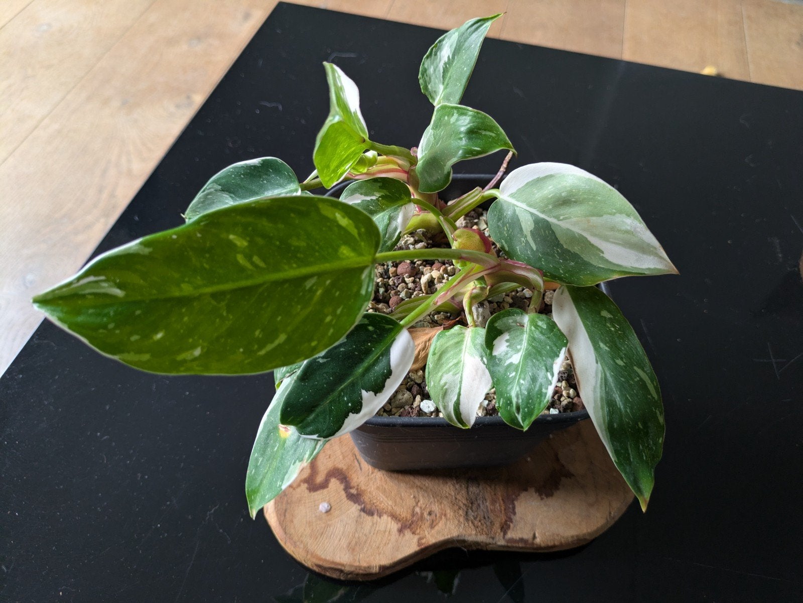 Philodendron White Princess plantje, Ophalen of Verzenden, Halfschaduw, Minder dan 100 cm