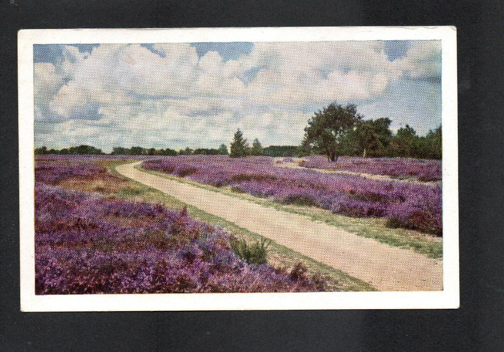 De Veluwe, Bloeiende Heide., Verzamelen, Ophalen of Verzenden, 1920 tot 1940, Ongelopen, Utrecht