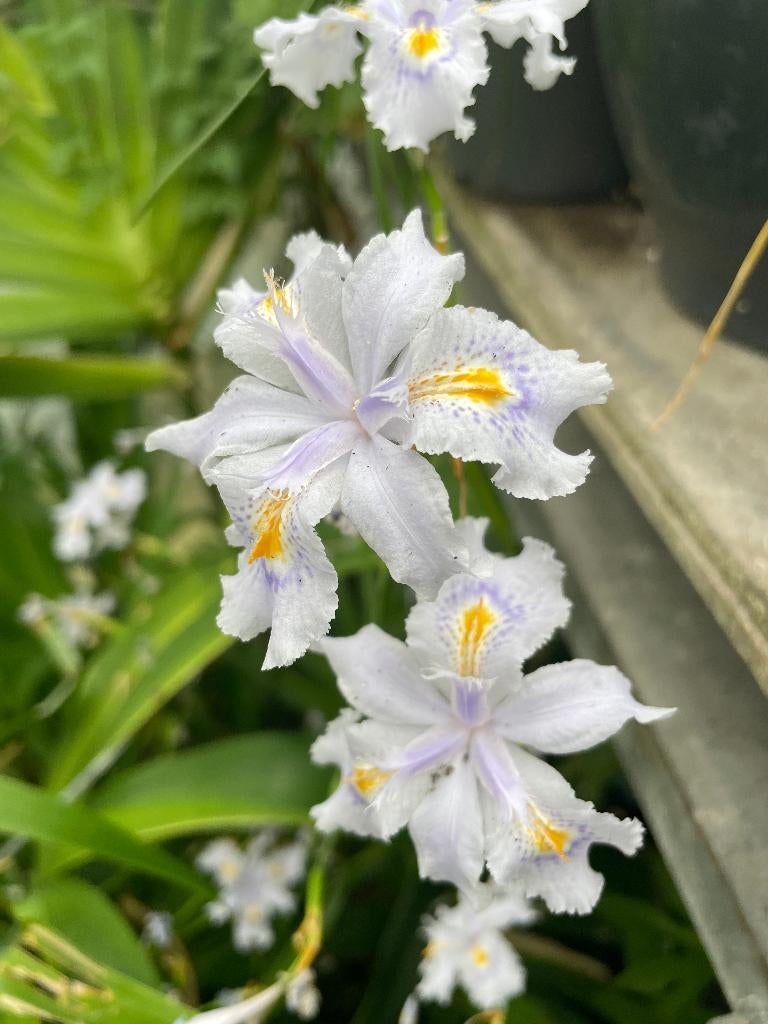 Iris Japonica, Volle zon, Vaste plant, Lente, Ophalen