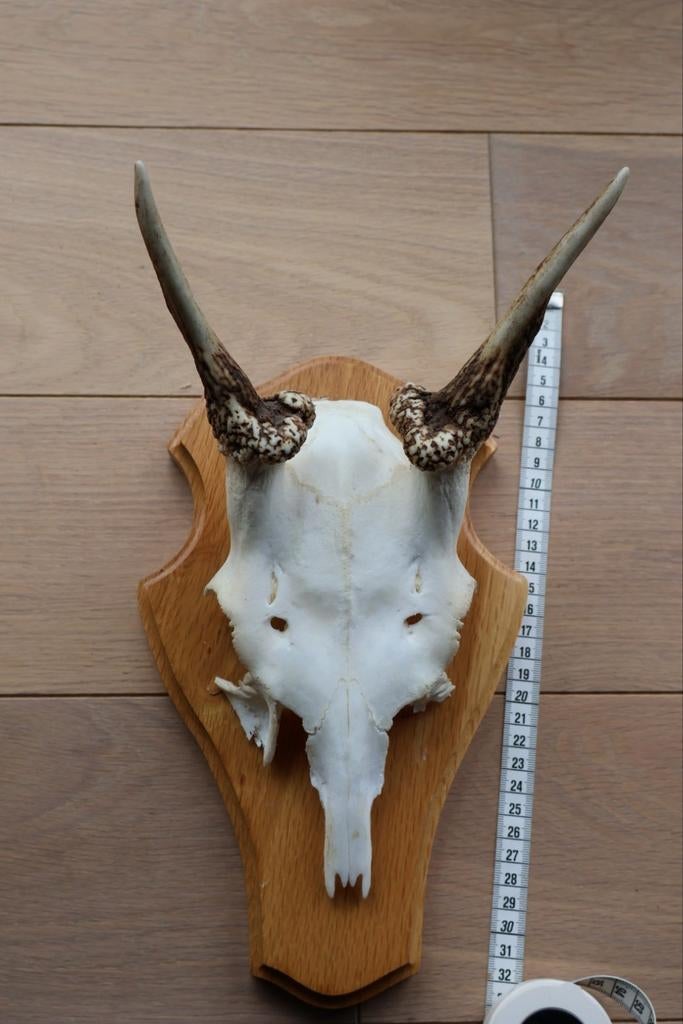 Hertengewei op houten schild, Verzamelen, Dierenverzamelingen, Ophalen of Verzenden, Gebruikt, Hert, Gewei of Kop