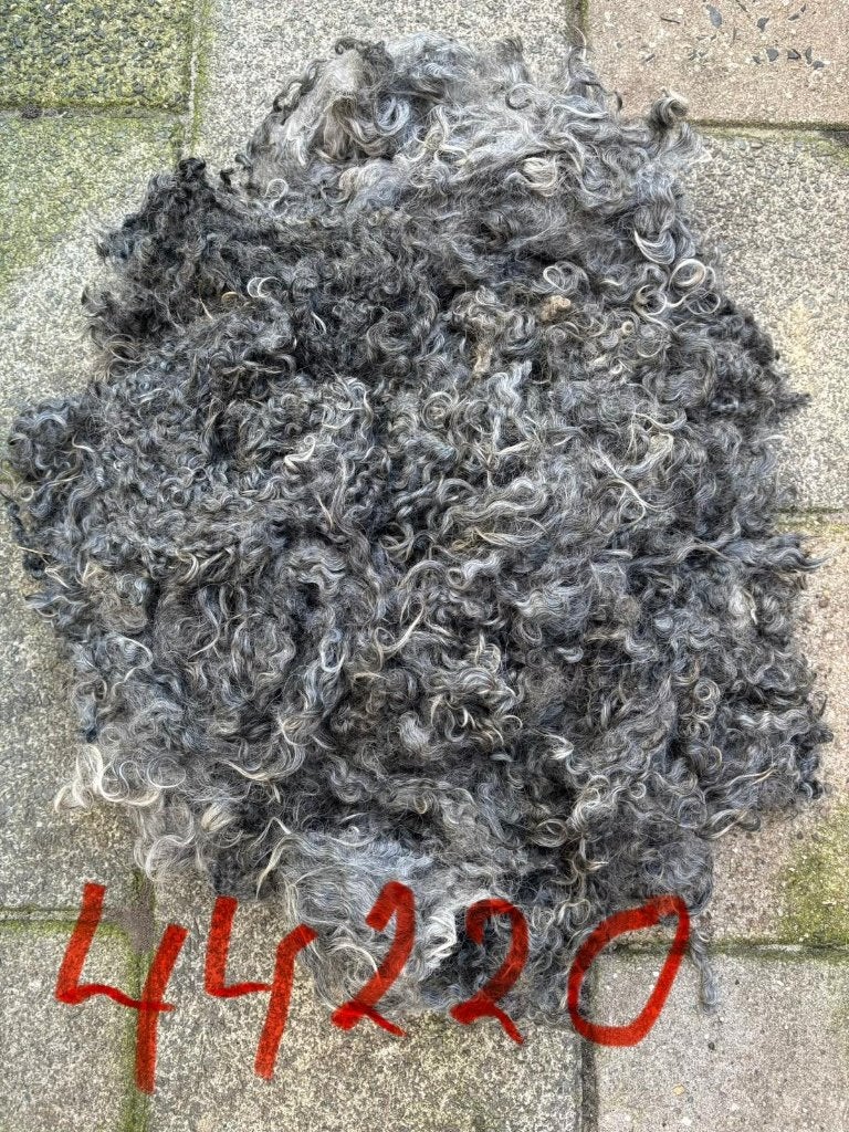 Schapenwol, Ophalen of Verzenden, Nieuw