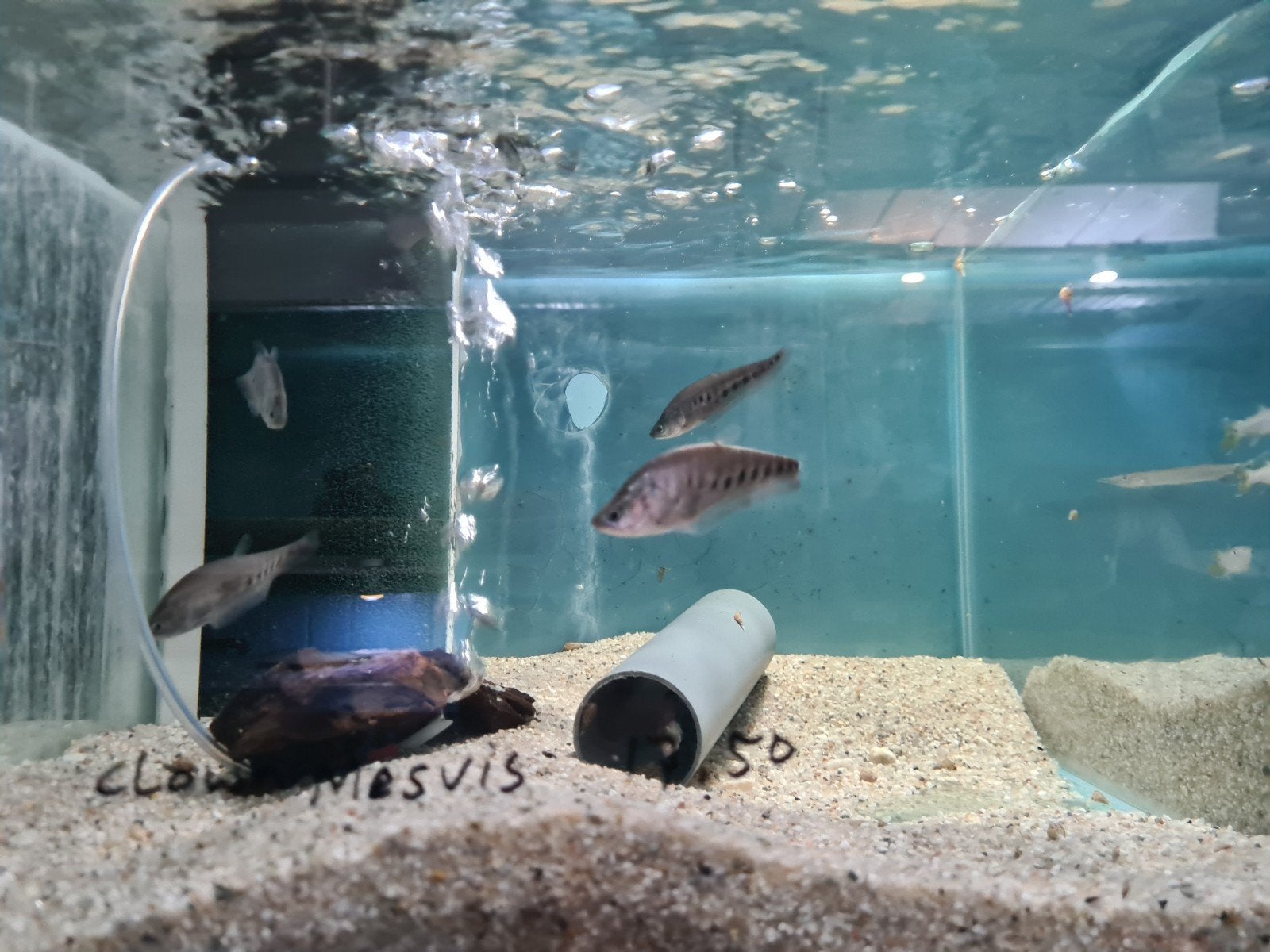 Clown Mesvis, Chitala Ornata, Vis, Zoetwatervis