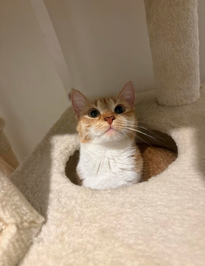 Oppas gezocht voor lieve kat (25 juni – 14 augustus), Ophalen, Nieuw