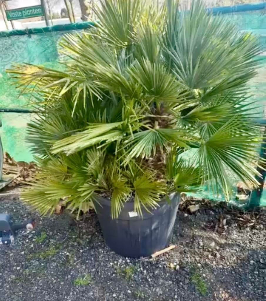 Volle Chamaerops VULCANO palm - 1.80m hoog, 3 stammen, Overige soorten, Volle zon, Vaste plant, Ophalen of Verzenden