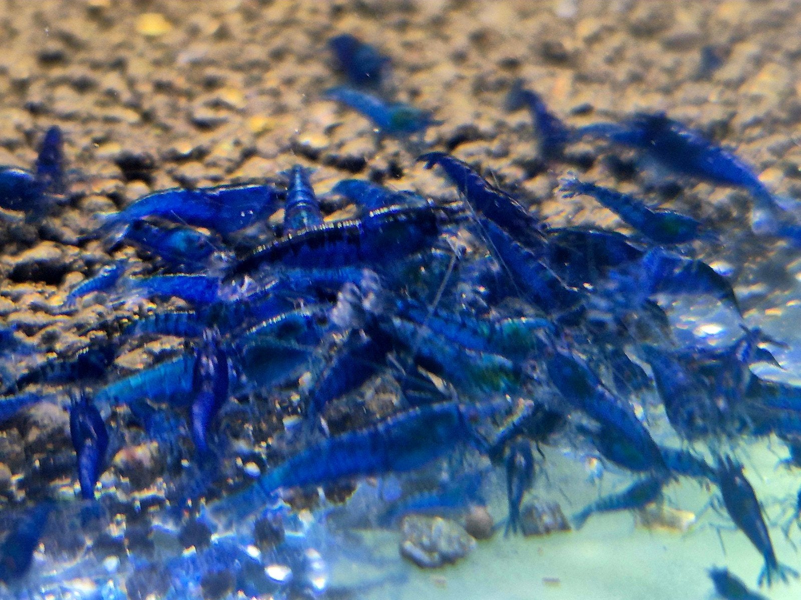 neocaridina garnalen, Dieren en Toebehoren, Kreeft, Krab of Garnaal