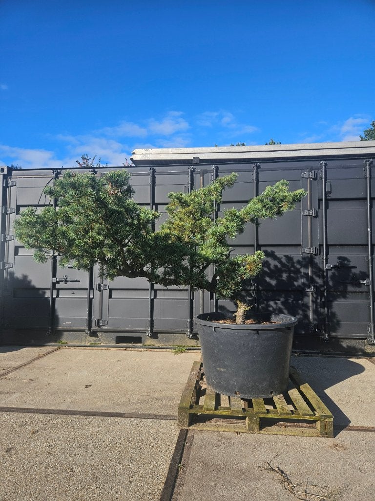 Pinus pumila draijer's dwarf, Tuin en Terras, Volle zon, Vaste plant, Bloeit niet, Ophalen