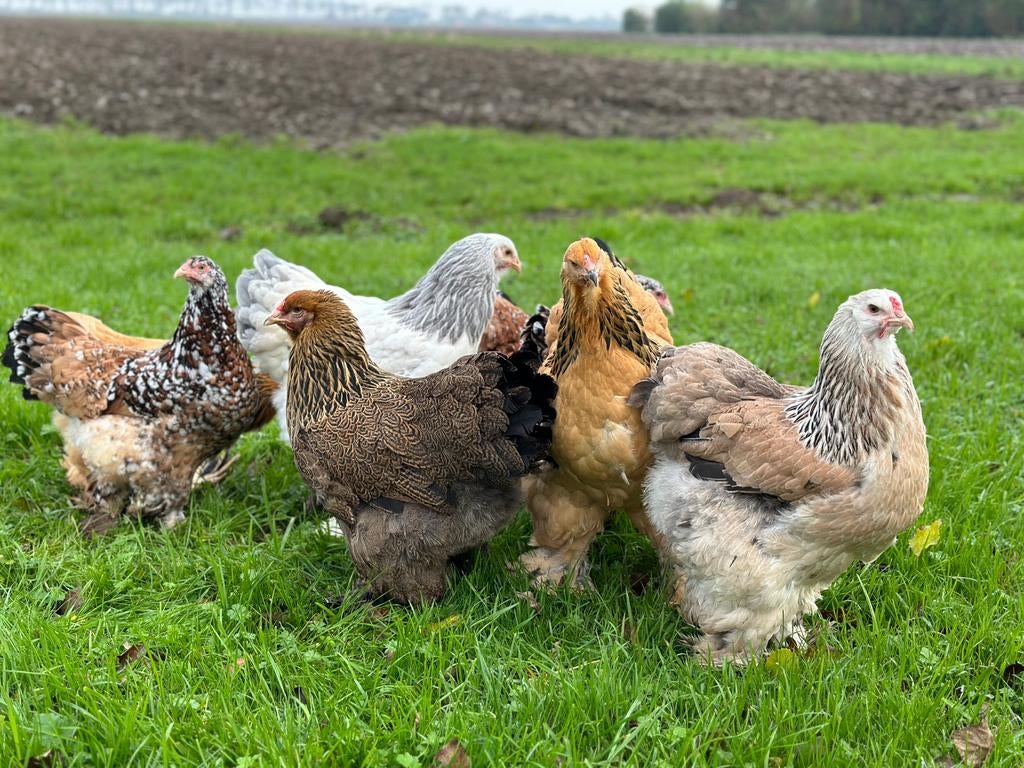 Gezocht! Brahma hennen, Vrouwelijk, Kip