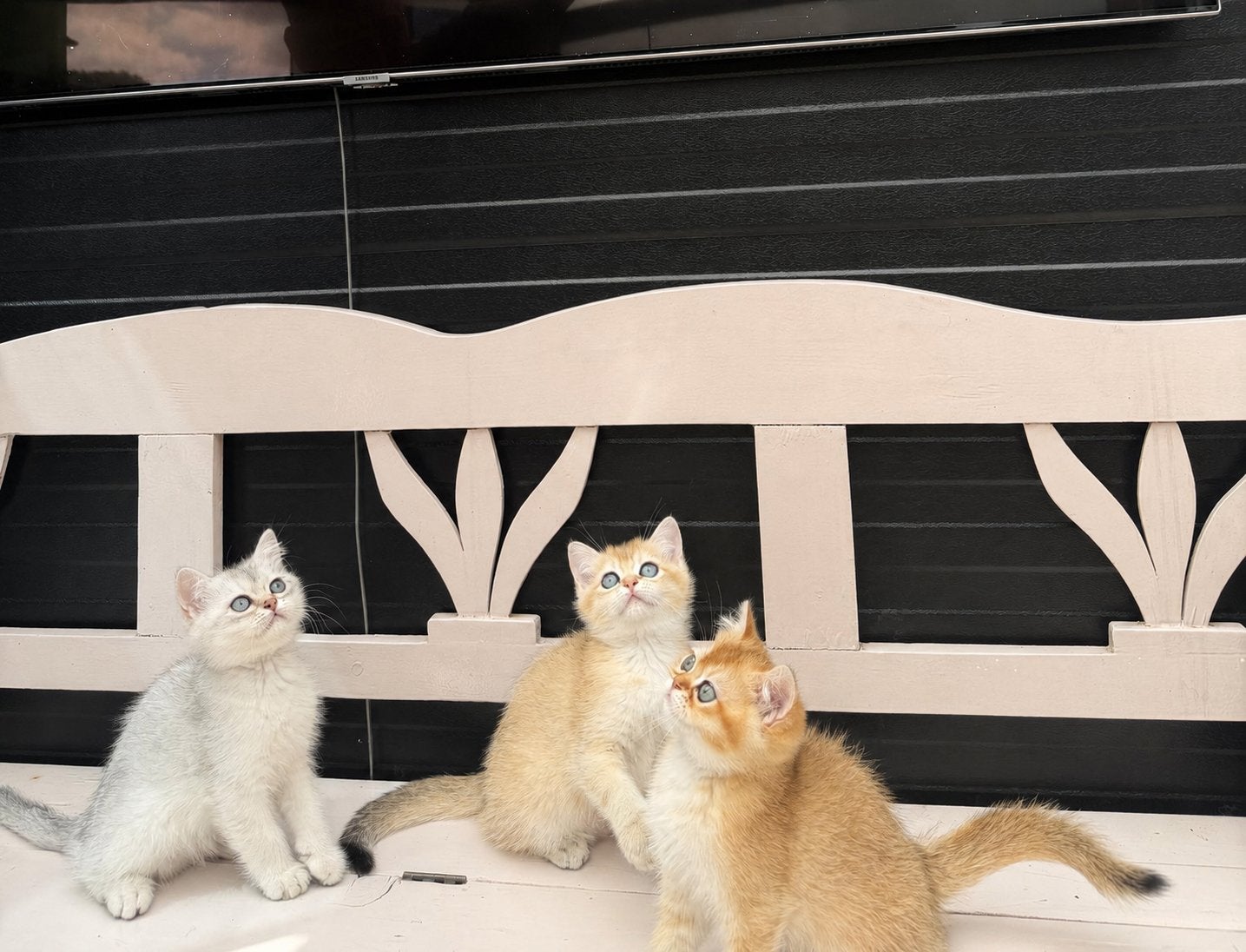 Golden & Silver Britse Korthaar kittens, Meerdere dieren, Ontwormd, 0 tot 2 jaar