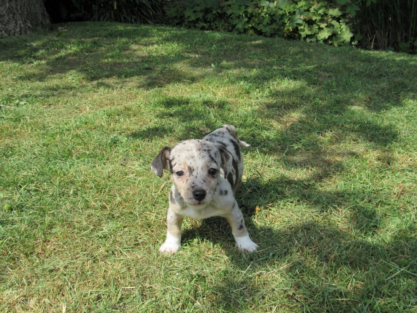 Jackrussel pups, Jack Russell Terriër, 8 tot 15 weken, Parvo, Meerdere