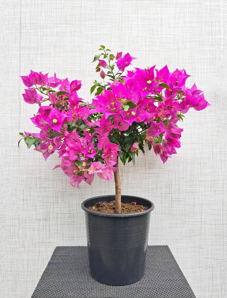 Paarse/ Lila Bougainvillea Plant- Papierbloem Op Stam, Overige soorten, Volle zon, Vaste plant, Ophalen of Verzenden