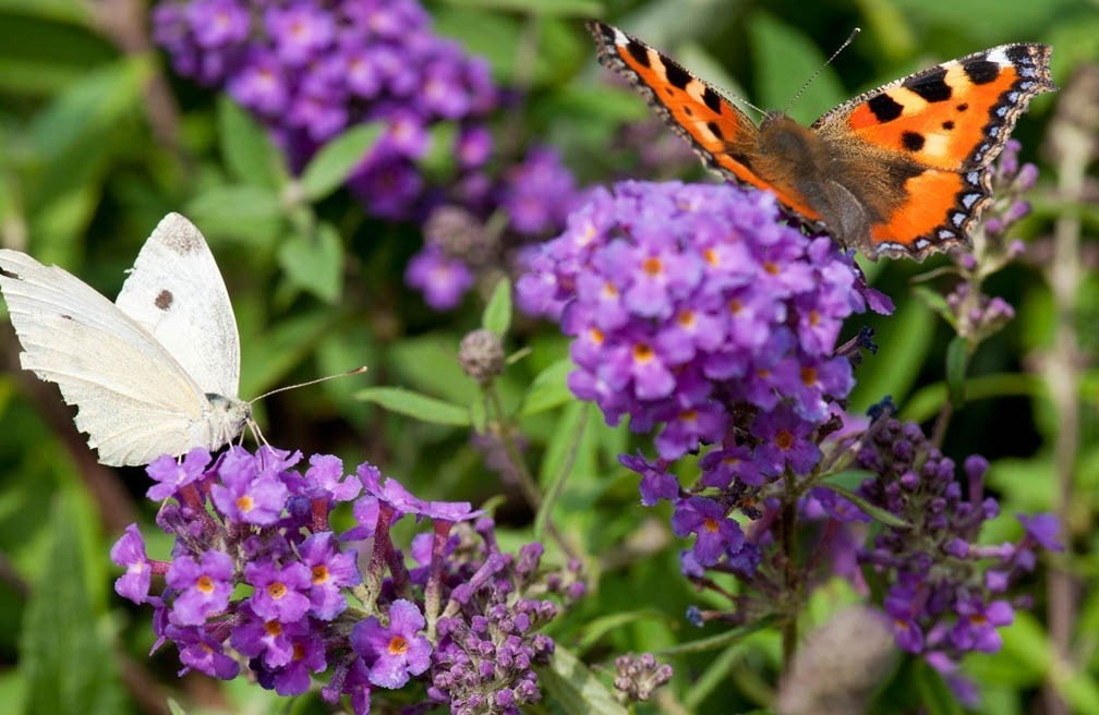 Vlinderstruik Buddleja davidii, Volle zon, Vaste plant, Zomer, Ophalen