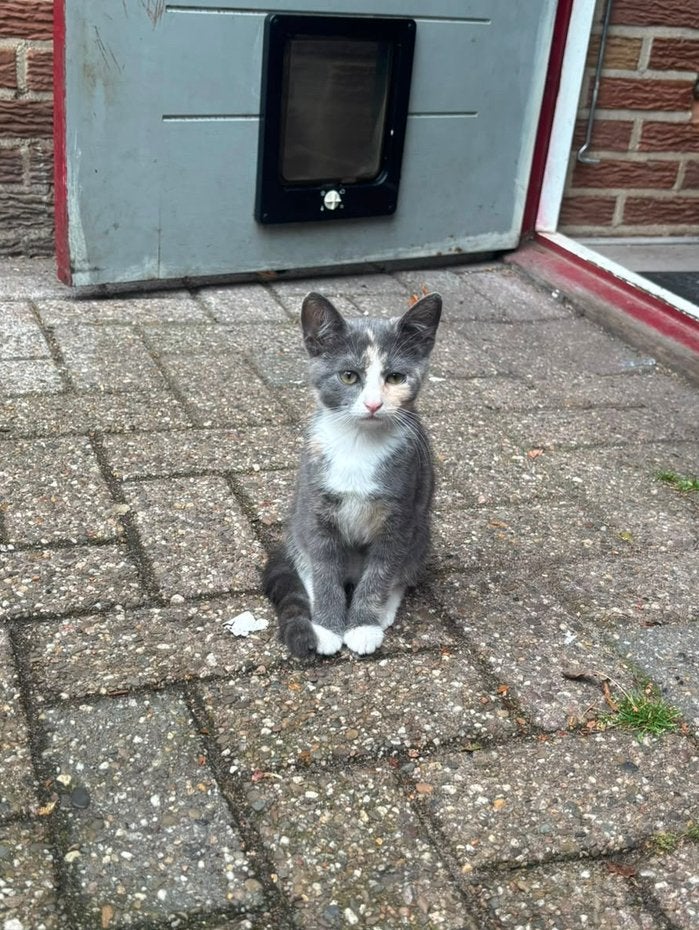 Kitten, Poes, Kortharig, 0 tot 2 jaar
