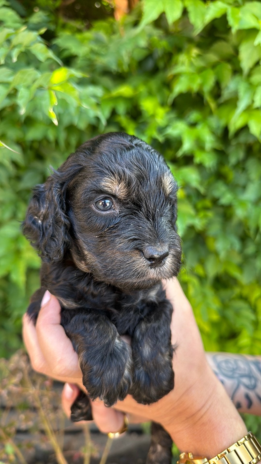 huiskamer nest cockapoo pups zeer sociaal , lief & mooi, Parvo, 8 tot 15 weken, Meerdere, Nederland