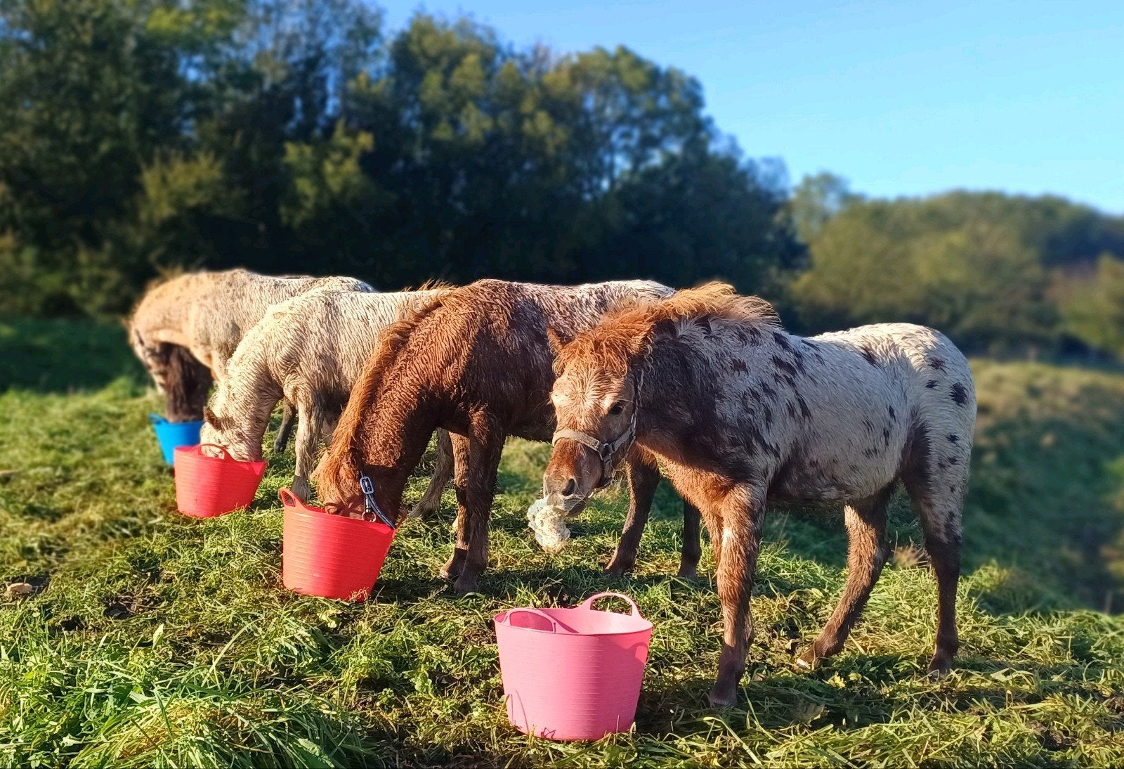 Mooist Getekende Veulen van de NAS keuring 2026, Dieren en Toebehoren, Hengst, Ontwormd, 0 tot 2 jaar