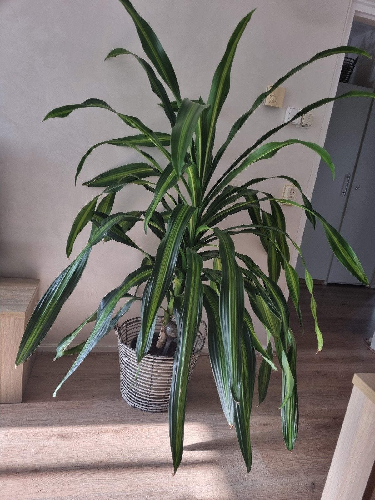 kamerplant, Ophalen, Halfschaduw, 150 tot 200 cm