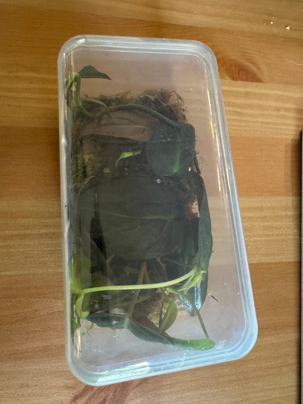 Een doos Philodendron Micans stekjes, Ophalen of Verzenden, Halfschaduw, Minder dan 100 cm