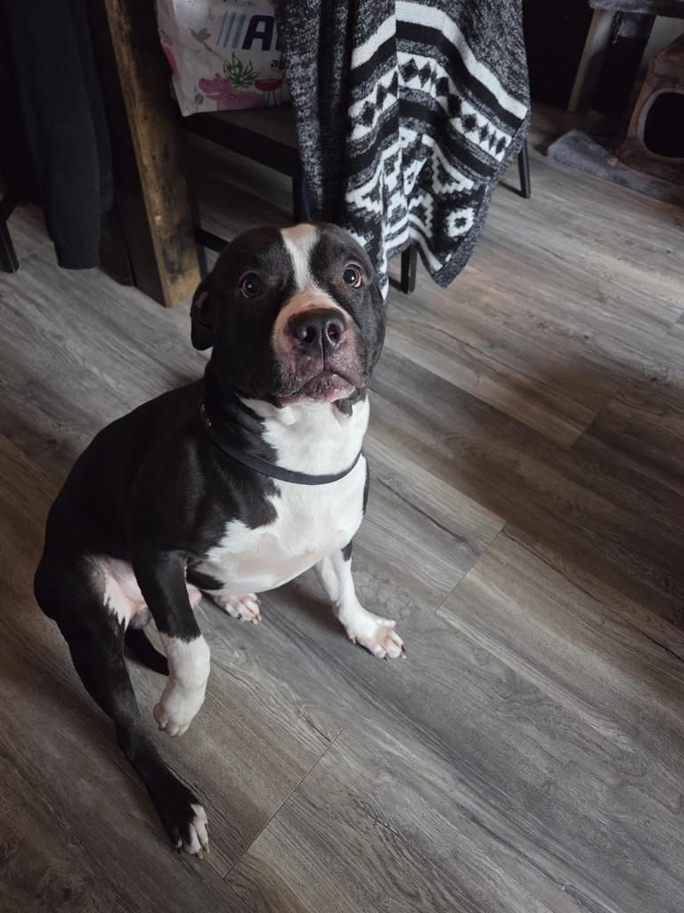 zoekt for ever home!!, Dieren en Toebehoren, Honden | Bulldogs, Pinschers en Molossers, Reu, Parvo, Eén hond, 3 tot 5 jaar