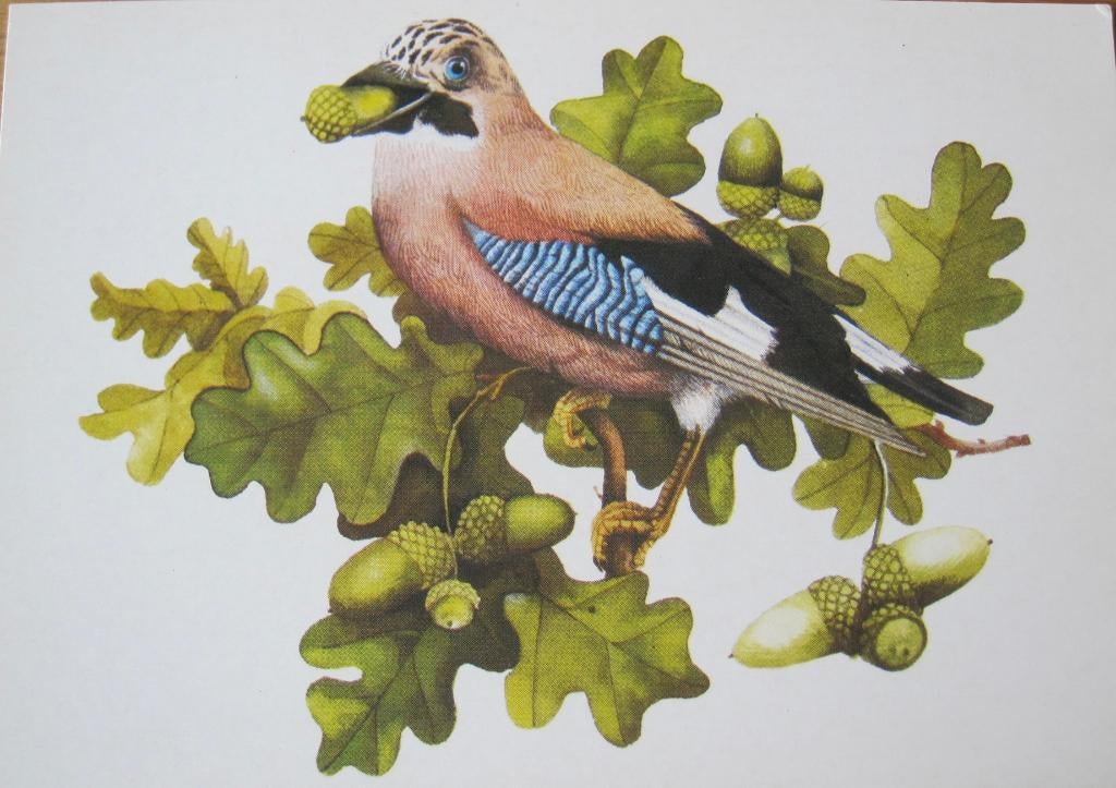 Vlaamse gaai - tekening op nieuwe ansichtkaart, Verzamelen, Verzenden, 1980 tot heden, Ongelopen, Vogel