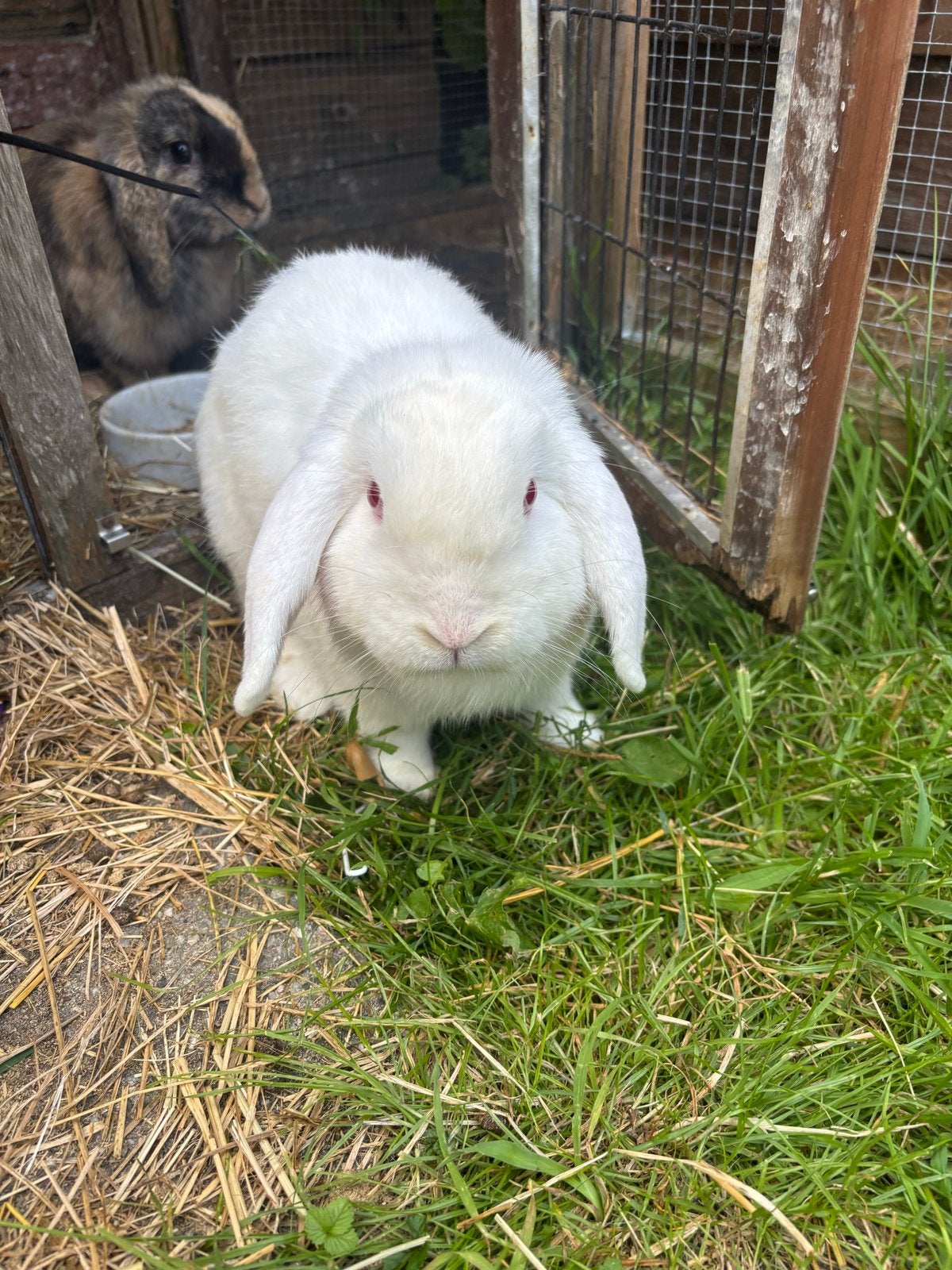 Konijn, Dieren en Toebehoren, Mannelijk, Middelgroot, Hangoor, 0 tot 2 jaar