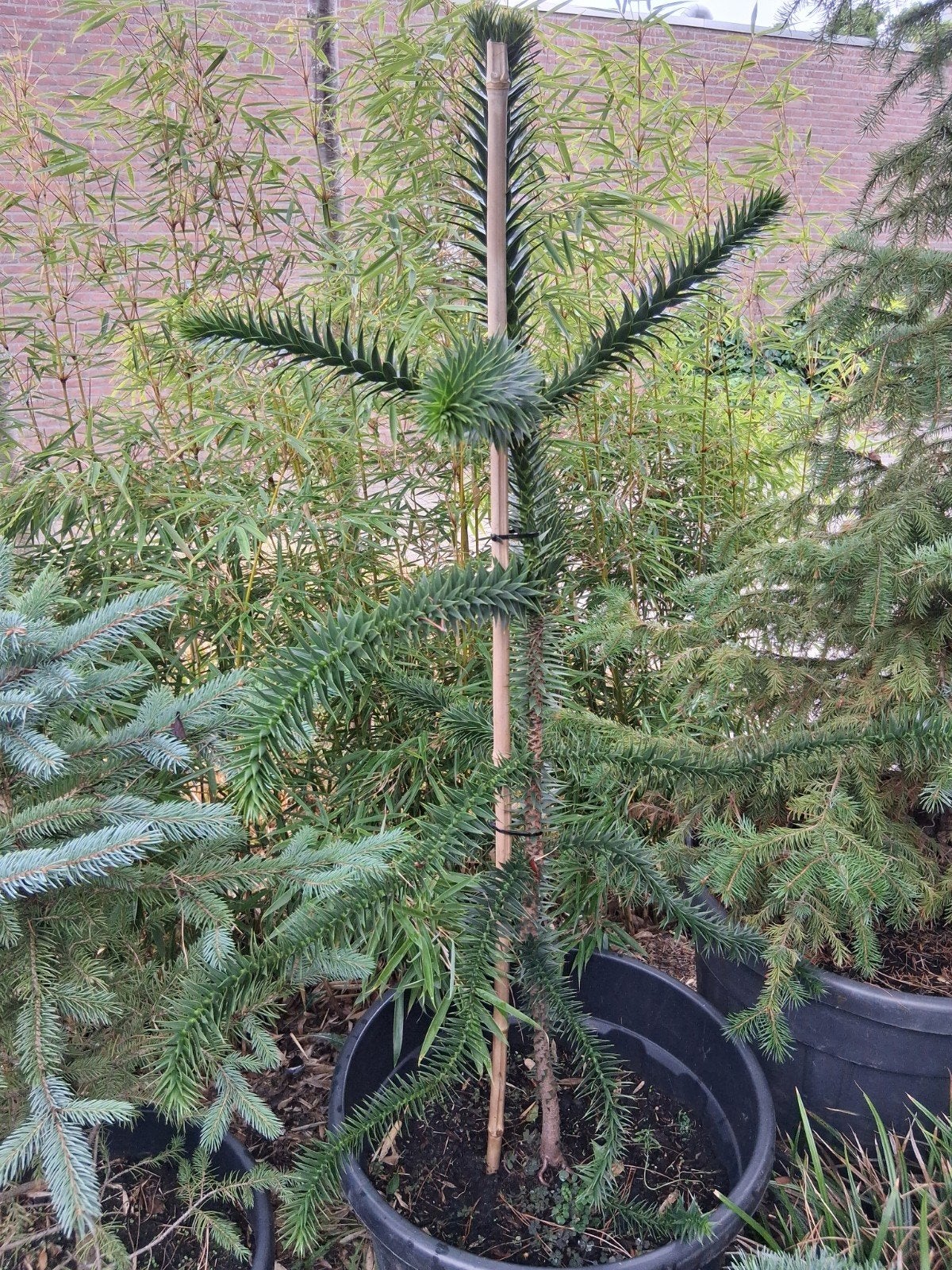 araucaria araucana apenboom apenverdriet, Tuin en Terras, Planten | Bomen, Overige soorten, 100 tot 250 cm, Zomer, Ophalen